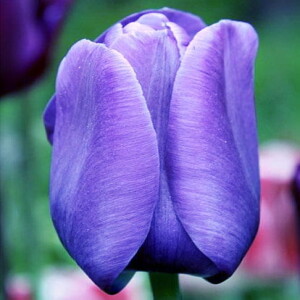 Tulipan niebieski 50 szt.