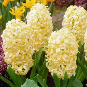 Hiacynt Yellow Queen 3 szt.