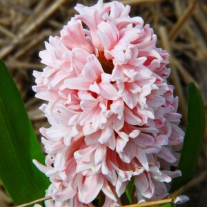 Hiacynt Apricot Passion 10 szt.
