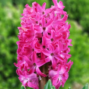 Hiacynt Pink Pearl 10 szt.