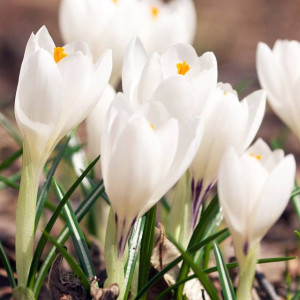 Krokus wiosenny Jeanne d'Arc 100 szt.