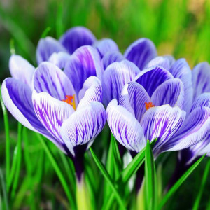 Krokus wiosenny King of the Striped 100 szt.