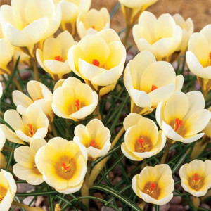 Krokus botaniczny Cream Beauty 10 szt.