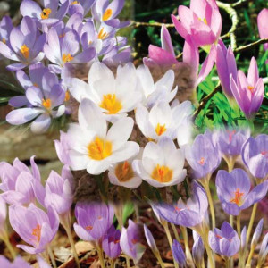 Krokus jesienny mieszanka mix 10 szt.