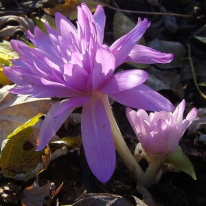 Colchicum Zimowit jesienny Pleniflorum 1 szt.