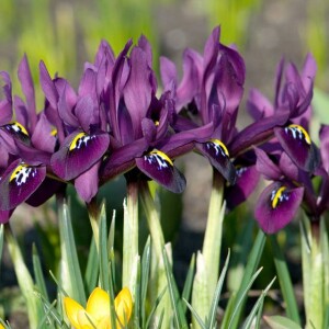 Irys reticulata żyłkowany George 10 szt.