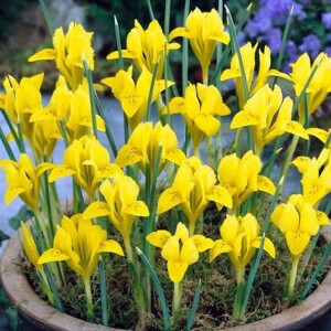 Irys reticulata Danforda 10 szt.