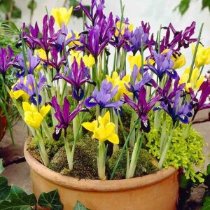 Irys reticulata żyłkowany mieszanka mix 10 szt.