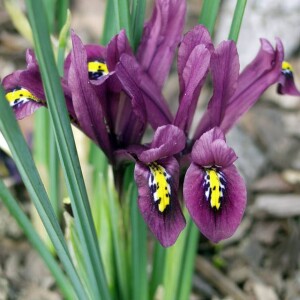 Irys reticulata żyłkowany J.S Dijt 10 szt.