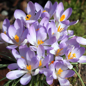 Krokus jesienny Sativus siewny 5 szt.