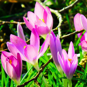 Krokus jesienny Zonatus Turecki 5 szt.