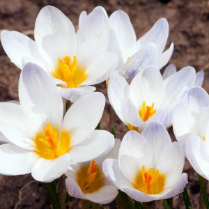 Krokus jesienny Ochroleucus kremowy 5 szt.