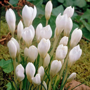 Krokus botaniczny Miss Vain 10 szt.