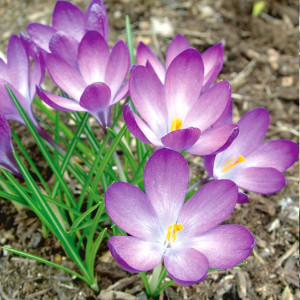 Krokus botaniczny Ruby Giant 10 szt.