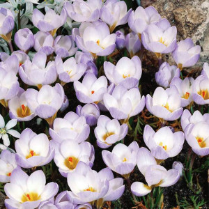 Krokus botaniczny Blue Pearl 10 szt.