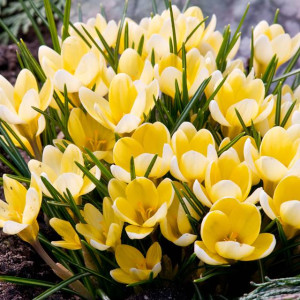 Krokus botaniczny Romance 10 szt.
