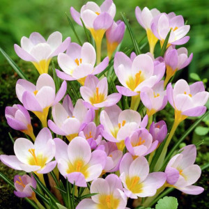 Krokus botaniczny Firefly 10 szt.