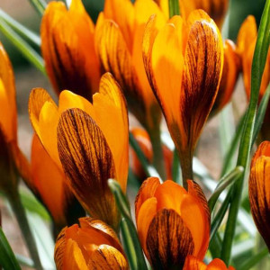 Krokus botaniczny Orange Monarch 10 szt.