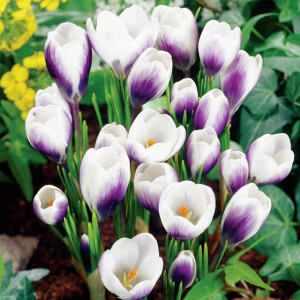 Krokus botaniczny Prins Claus 10 szt.