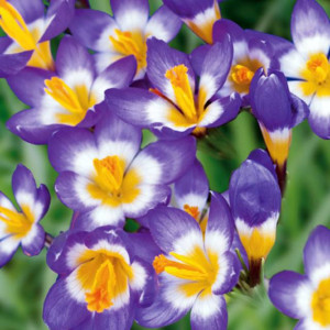 Krokus botaniczny Tricolor 10 szt.