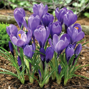 Krokus wiosenny Remembrance 100 szt.