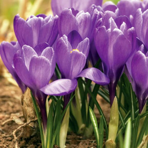 Krokus wiosenny Victor Hugo 10 szt.