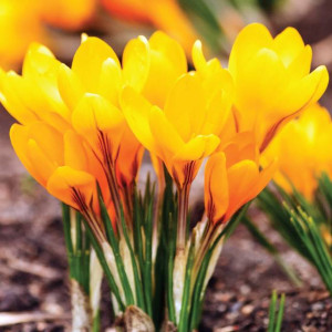 Krokus wiosenny Golden Yellow 10 szt.