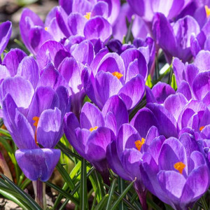 Krokus wiosenny Grand Maitre 10 szt.