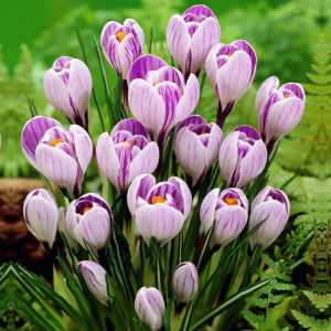 Krokus wiosenny Pickwick 10 szt.