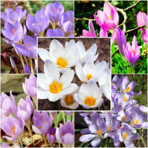 Zestaw Crocus Krokus jesienny 25 szt.