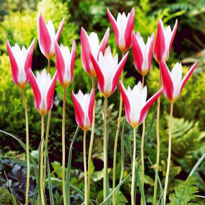 Tulipan botaniczny Clusiana 5 szt.