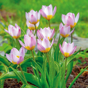 Tulipan botaniczny bakeri Lilac Wonder 5 szt.