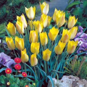 Tulipan botaniczny Honky Tonk 5 szt.