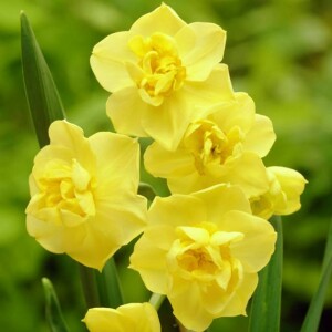 Narcyz pełny Yellow Cheerfulness 5 szt.