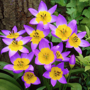 Tulipan botaniczny Saxatilis 5 szt.