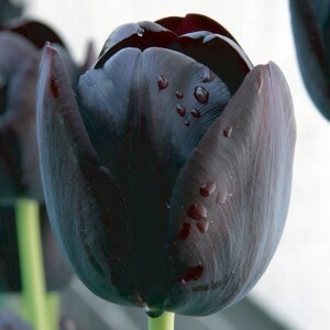 Tulipan czarny 50 szt.