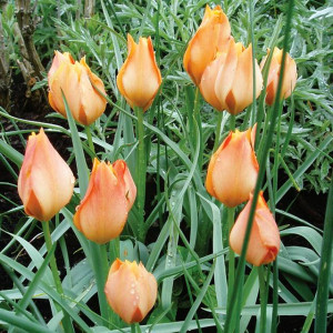 Tulipan botaniczny Batalinii Bright Gem 5 szt.