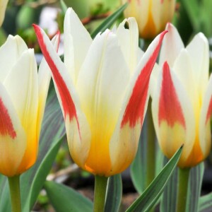 Tulipan Kaufmanna niski Johann Strauss 5 szt.