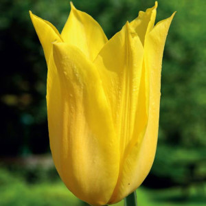 Tulipan liliokształtny Flashback 5 szt.