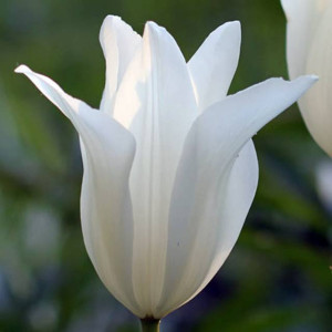 Tulipan liliokształtny Sapporo 5 szt.