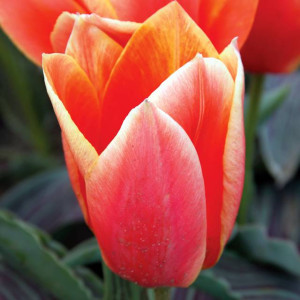 Tulipan niski Calypso 5 szt.