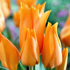 Tulipan niski preastans Shogun 5 szt.