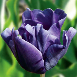 Tulipan papuzi Blue Parrot 5 szt.