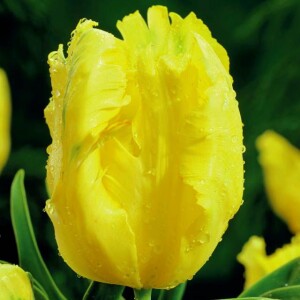 Tulipan papuzi Texas Gold 5 szt.