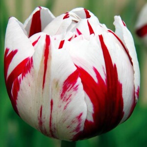 Tulipan pełny Carnaval de Nice 5 szt.
