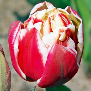 Tulipan pełny Wirosa 5 szt.