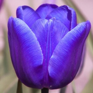 Tulipan pojedynczy późny Blue Aimable 5 szt.