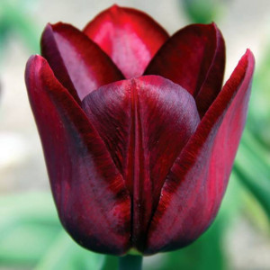 Tulipan Triumph Jan Reus 5 szt.