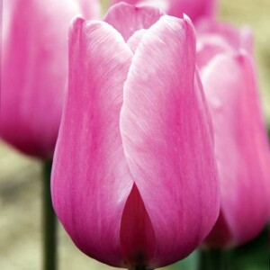 Tulipan Triumph Mistress 5 szt.