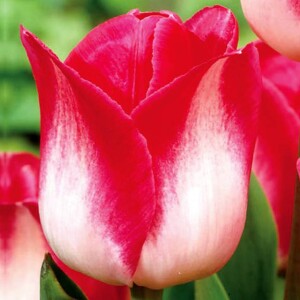 Tulipan Triumph Page Polka 5 szt.
